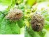Dolycoris baccarum